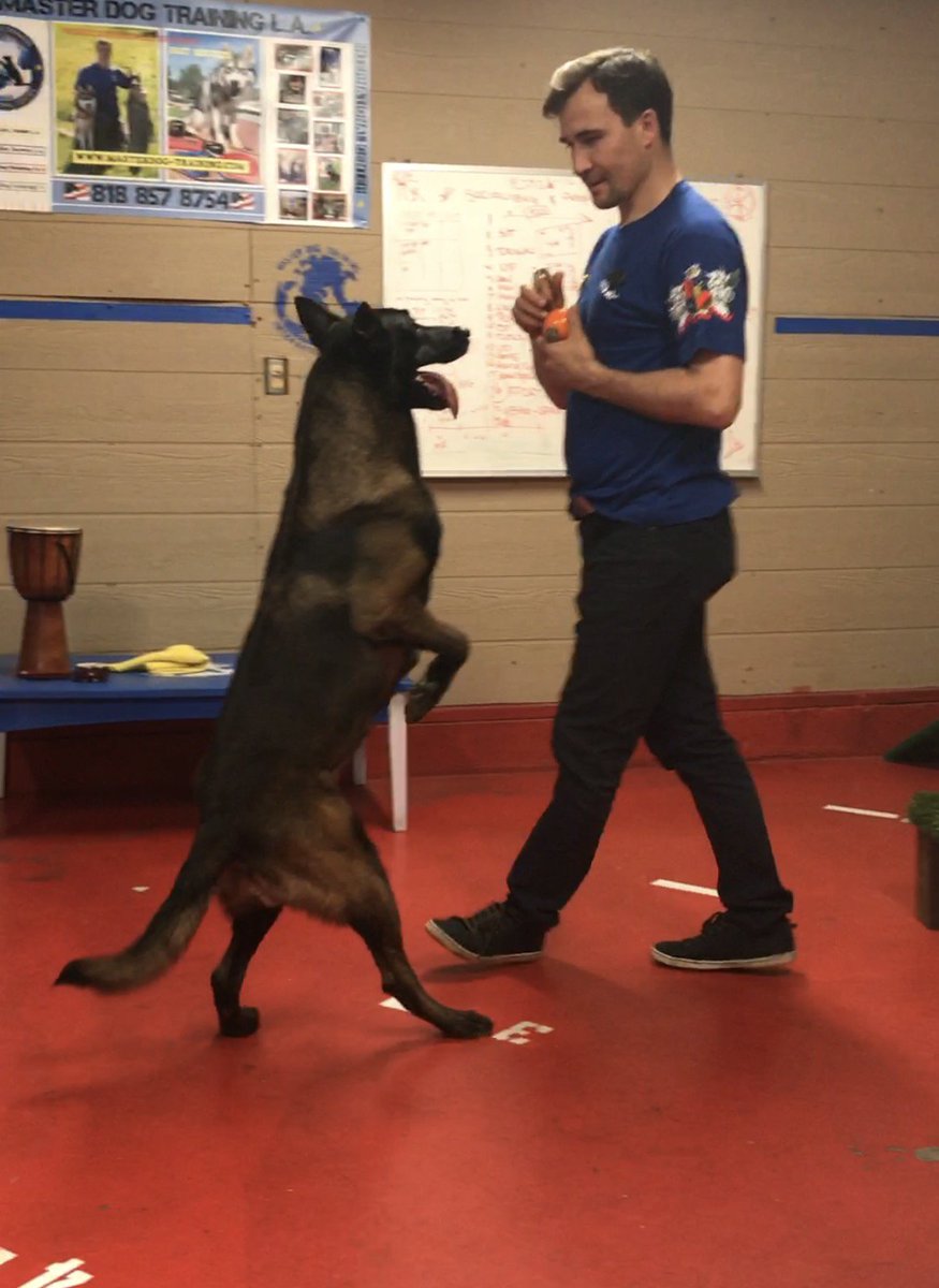 MasterDog22's tweet photo. Service Dog Training. 818-290-9411. https://t.co/iuhw2g5NCz #servicedogtraining #servicedog #servicedogtrainer #therapydog #dogtrainer #maximbasyro #woodlandhills #sanfernandovalley #shepherd #gs #belgianmalinois #doglover #dogtraining https://t.co/RNHo6Zg023