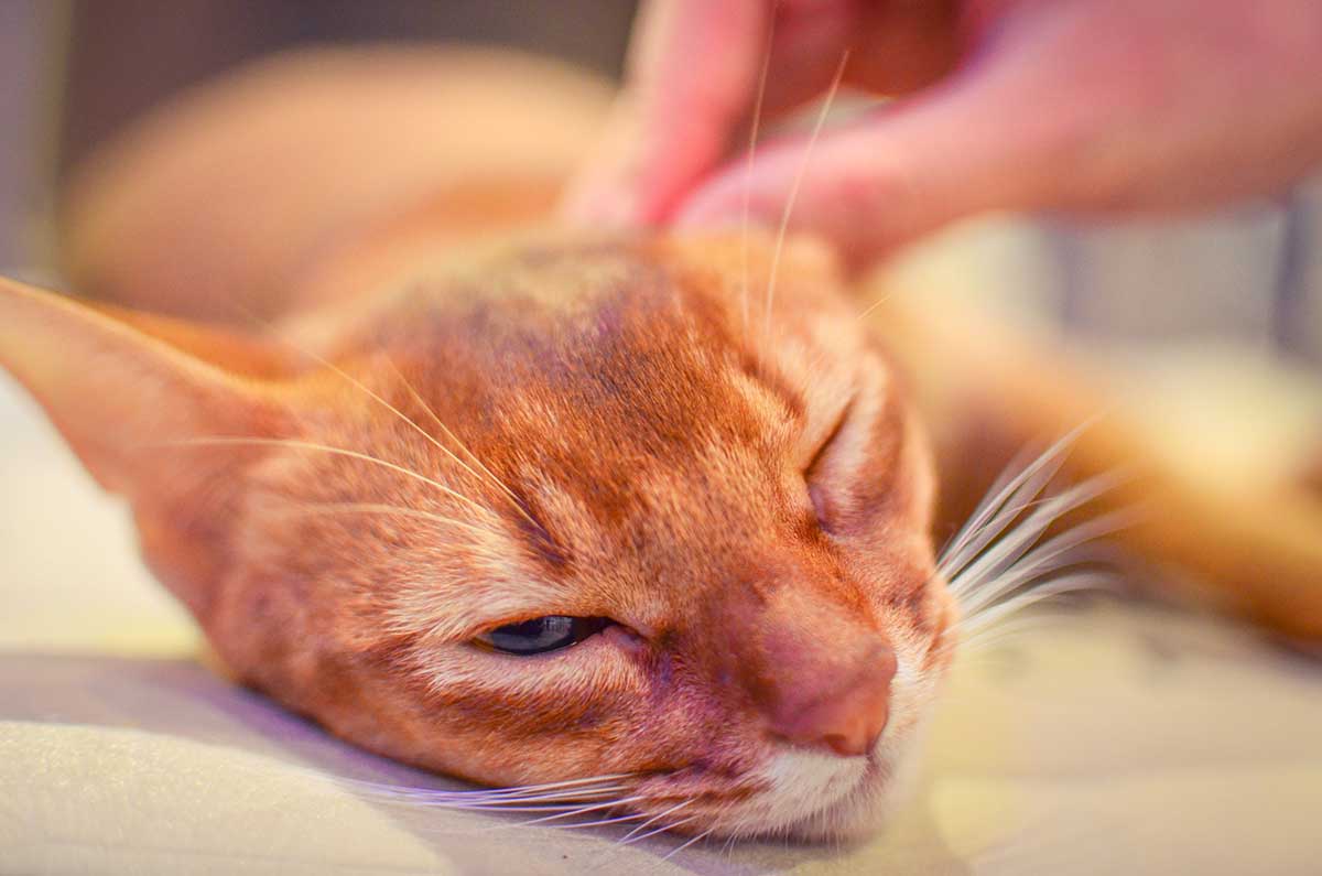 猫と名言 未来なんてちょっとしたはずみでどんどん変わるから ドラえもん T Co T7satda14i 猫と名言 未来なんてちょっとしたはずみでどんどん変わるから ドラえもん T Co T7satda14i