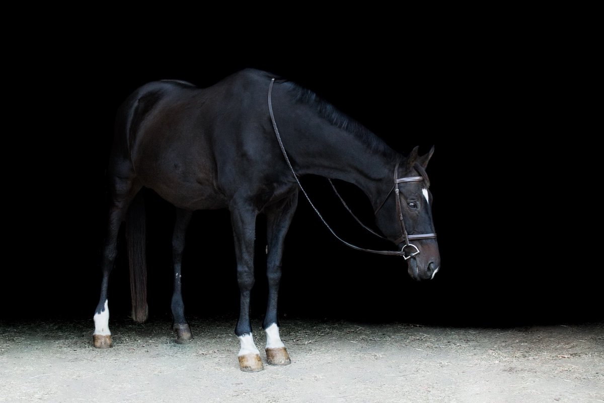 EchoesofWild's tweet photo. Rio dresses in black #elizabethhayphotography #equinephotography https://t.co/1DVcpjmXNL