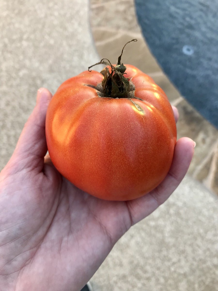 03graces's tweet photo. #prettyproduce #homegrown #hrmnfmly671 https://t.co/LzKoltM4iV