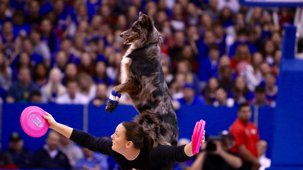 KUAthletics's tweet photo. Being as entertaining as @kuhoops is tough but this crew came pretty darn close 🐾 #KUbball https://t.co/Hi25MzBw1a