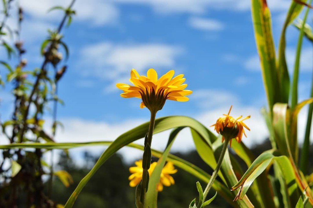 techwikivlog's tweet image. It depends on how you visualize things . The visualization reflects your personality or yourself. You may call it mere grass .. I call it nature&apos;s wonder .. #naturelover #nature #photography #nikon #photographer #nikond3300 #nikond3400 #nikond3200 #nikon… ift.tt/2jtbWtU