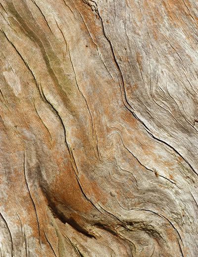 When was the last time you stopped and appreciated a #tree? Explore 8 #trees, and their bark ow.ly/wymF30gLeY6 photos by <a href="/jpaulmoorephoto/">J. Paul Moore</a>