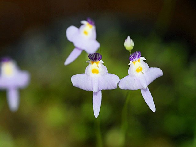 世界の花一覧 厳選 クリオネミミカキグサ 氷の妖精 と呼ばれるクリオネに似ている花 中国に咲く花で春ごろに開花します 花 T Co peu5flhk Twitter 世界の花一覧 厳選 クリオネミミカキグサ 氷の妖精 と呼ばれるクリオネに似ている花 中国に咲く花で春ごろに開花します 花 T Co peu5flhk Twitter