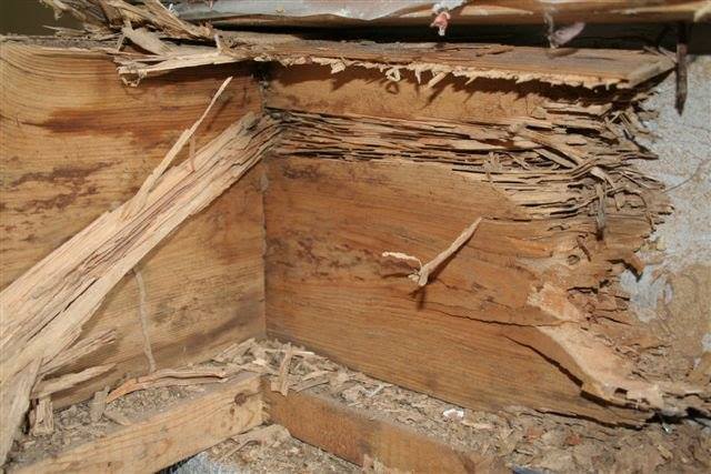 exxeltermite's tweet photo. If you don't act fast, #termites will be your worst enemy. #termiteproblems https://t.co/p2otfdHg5i