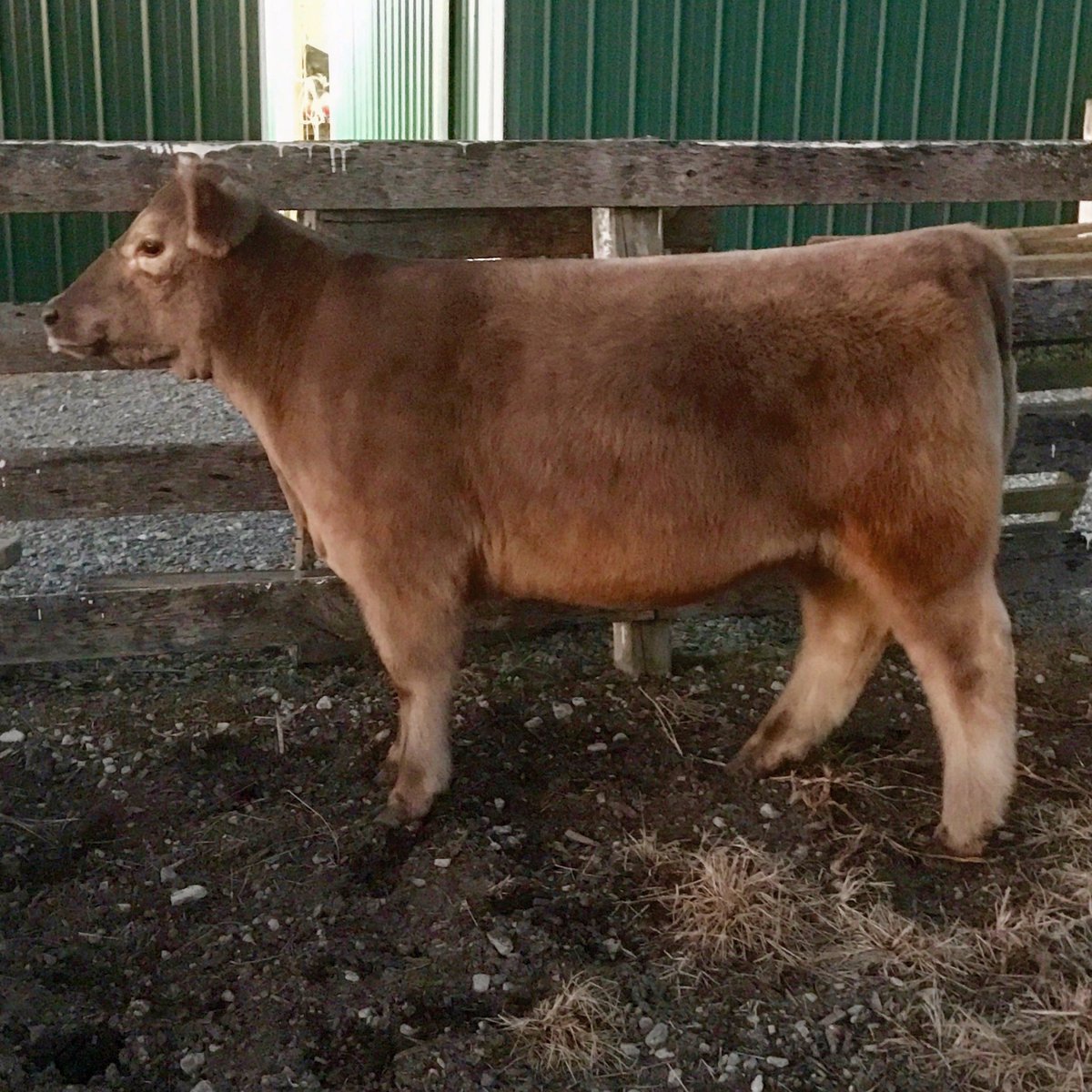 bdhess34's tweet photo. Cool smoke heifer for sale. Monopoly x Char. #HFC https://t.co/6O2JJl8NPU