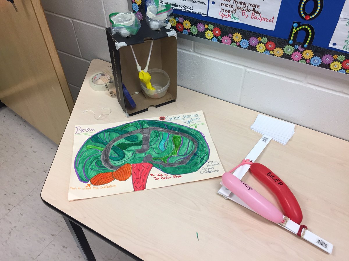 MisterCaruana's tweet photo. Body systems in 5B @JamesPotterPS https://t.co/7YEeDY10ip