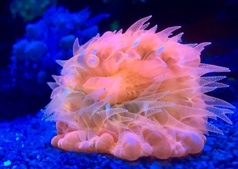 MMelloAthayde's tweet photo. #corals feeding at night....#coralreef https://t.co/x8NbP475lB