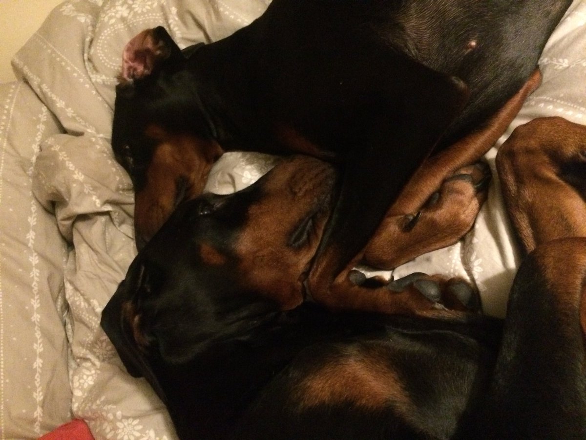 StampedeEq's tweet photo. Dobe love #ClubDobe #DobermannPetra #Cassity_C 💕💕💕💕💕💕💕💕💕 https://t.co/cmmE0aVTZf
