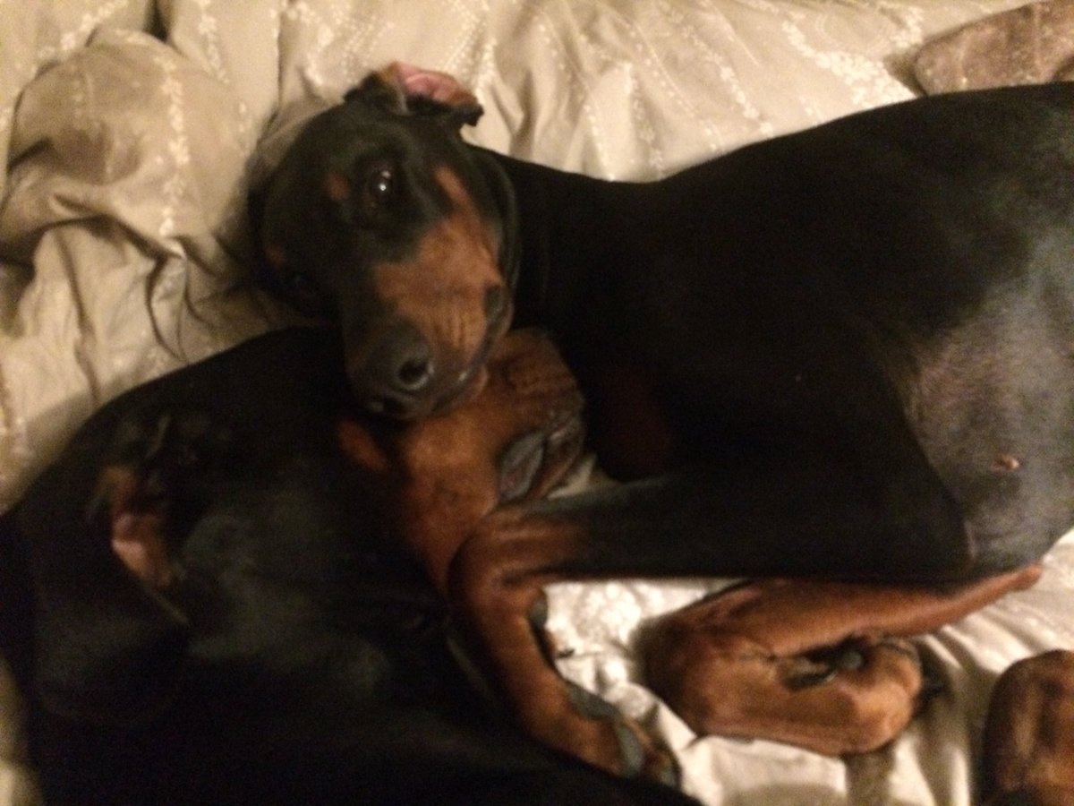 StampedeEq's tweet photo. Dobe love #ClubDobe #DobermannPetra #Cassity_C 💕💕💕💕💕💕💕💕💕 https://t.co/cmmE0aVTZf