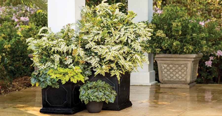 SLplants's tweet photo. Hardy #evergreenshrubs are ideal for #wintercontainers. Here are five well suited for the job! https://t.co/pJRYXHh8Xb https://t.co/RG7x1zlNOI