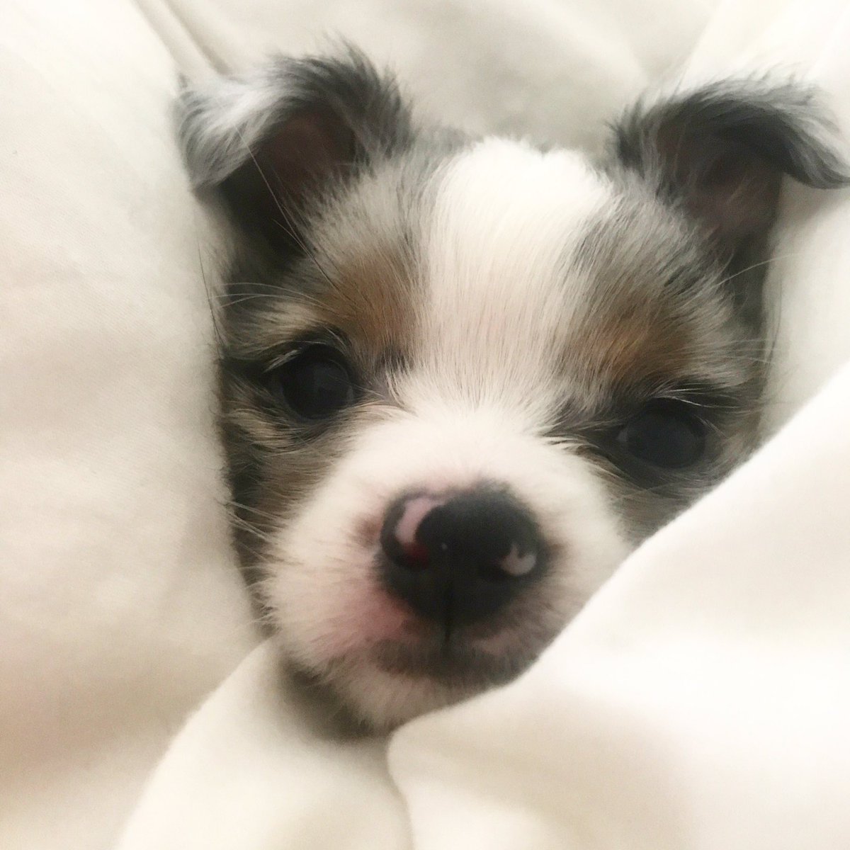 MahoganyLOX's tweet photo. This is my son Pockets :,) 
for every RT I'll tell him he's a good boy! (He's a great boy) https://t.co/BrBb5r3my5