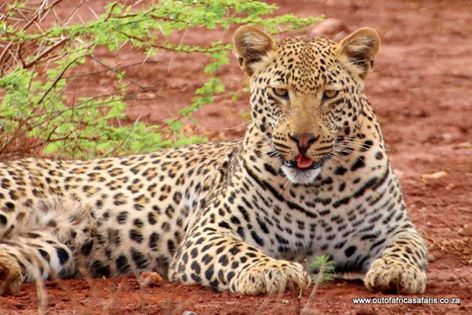 AfricaInFocus's tweet photo. leopard last week at White Elephant Safari Lodge captured by Stefan Kohrs. https://t.co/Wv1GibahlS https://t.co/ivDpnvE0xg