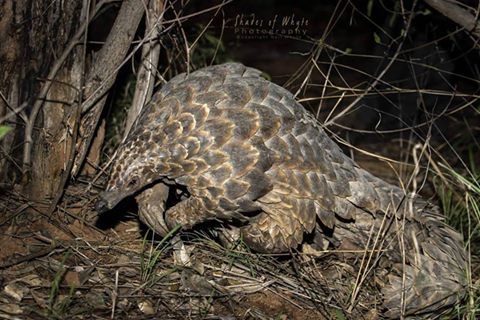 AfricaInFocus's tweet photo. One never tires of this. The extremely rare pangolin!! Great photo by Neil Whyte - Legendary Guide and photographer - https://t.co/5kwsNHmAQd
#shadesofwhyte #wildlifephotography #photooftheday #travel #cute #naturelover #africa #natgeo #AfricaGeoPhoto #worldphotoorg https://t.co/dP3S5q2zzo