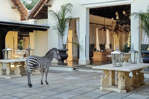 AfricaInFocus's tweet photo. Check-in or Check-out... A Zebra with 5 star taste!! This is the kind of unique situation you could live while staying at #RoyalLivingstone on the edge of the famous #VictoriaFalls... https://t.co/36BzOCTiK2