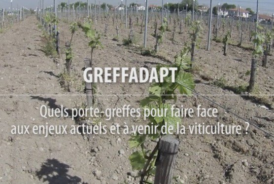 Agriculture_Neo's tweet photo. INRA - Greffadapt le porte-greffe à l’honneur via @NotteChristine #viticulture #vigne https://t.co/Jl9j9cy0yx https://t.co/yZsUCuzPBS