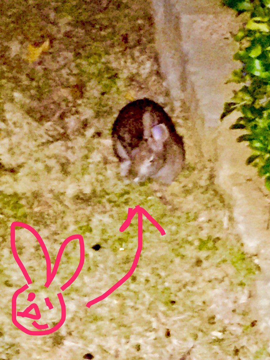 PaineVicki's tweet photo. This little fella was at the LCC tonight https://t.co/yoVpQvmuEq