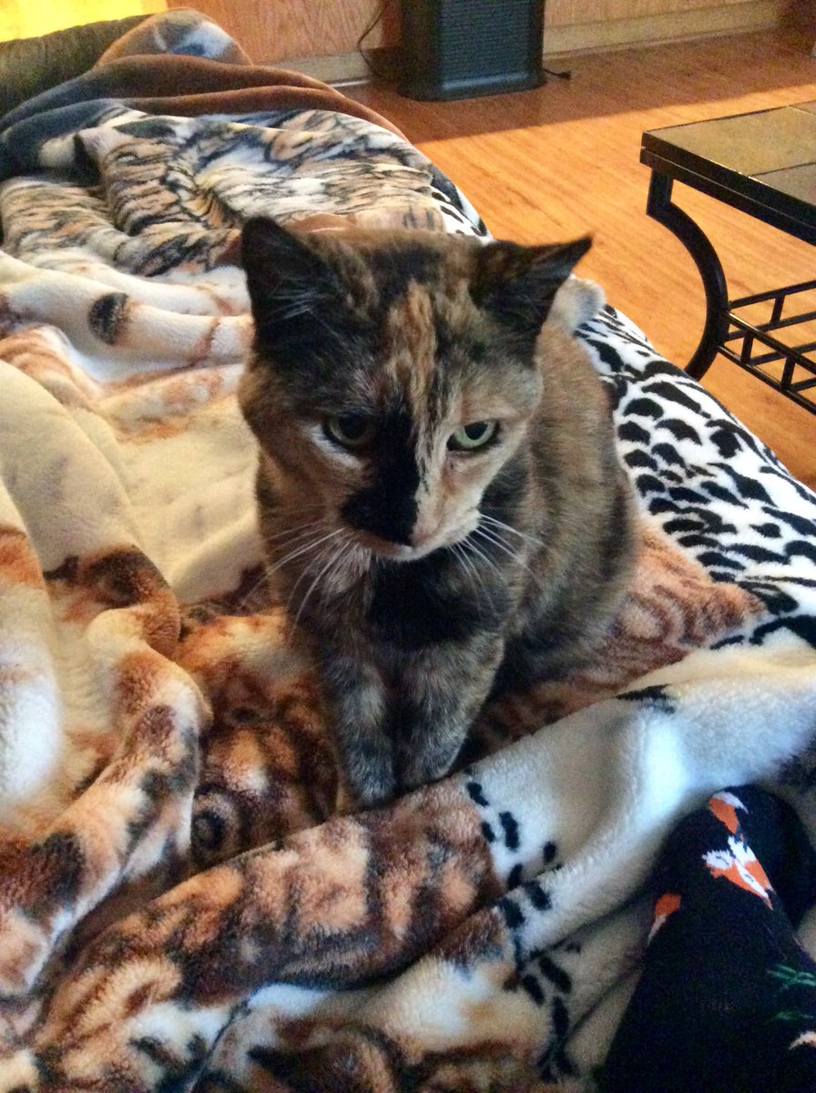 ScorpioLisaM's tweet photo. Snickers has her eye on my tea and toast. #TORTIE #tortietuesday #SnickersTheFat https://t.co/3OObDtpi7g