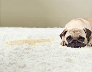 PuroProducts's tweet photo. Does your furry friend have this problem too often? Pūro Products eliminates the molecules that creates odors! Other products just mask! #LivePuro today! 

#dogsofinstagram #dog #petproducts #odorremoval #catsofinstagram #cat #pet https://t.co/UuwipuglZz