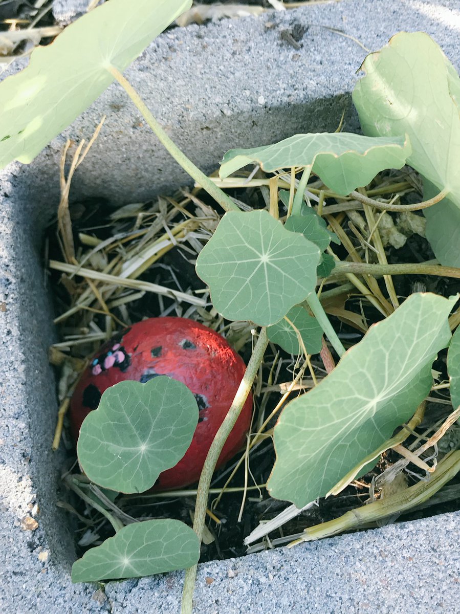 jturner611's tweet photo. Planting seeds and “hiding” our painted rocks in the garden. @VoigtAIA_RRISD #txsprouts #VikingsGotHeart https://t.co/PyXbITOPW3