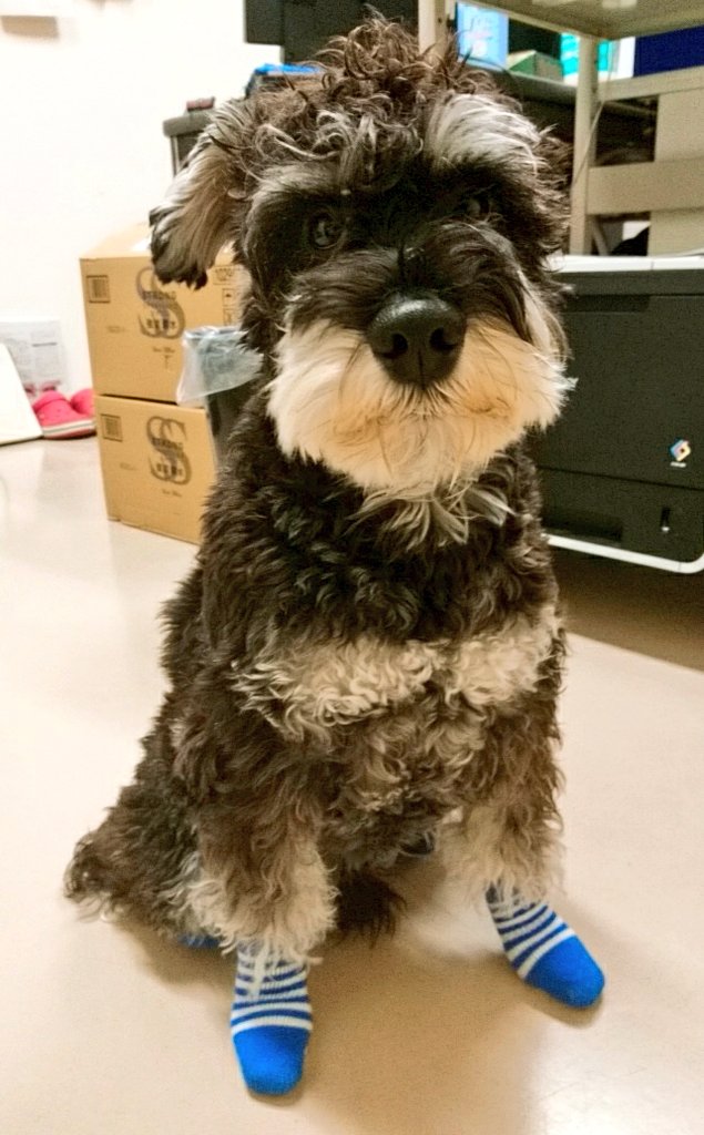 犬の靴下 Twitter Search Twitter