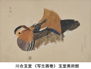 川合玉堂《写生画巻》では、後期には鴛鴦や文鳥など様々な種類や姿態の