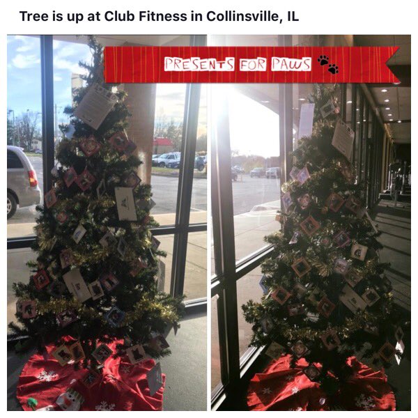 RuHawk1's tweet photo. Love seeing all the #PresentsForPaws trees go up! The elves are setting up donation boxes at businesses around town. https://t.co/GjxJwKHVXW https://t.co/qoc7lFiMPB