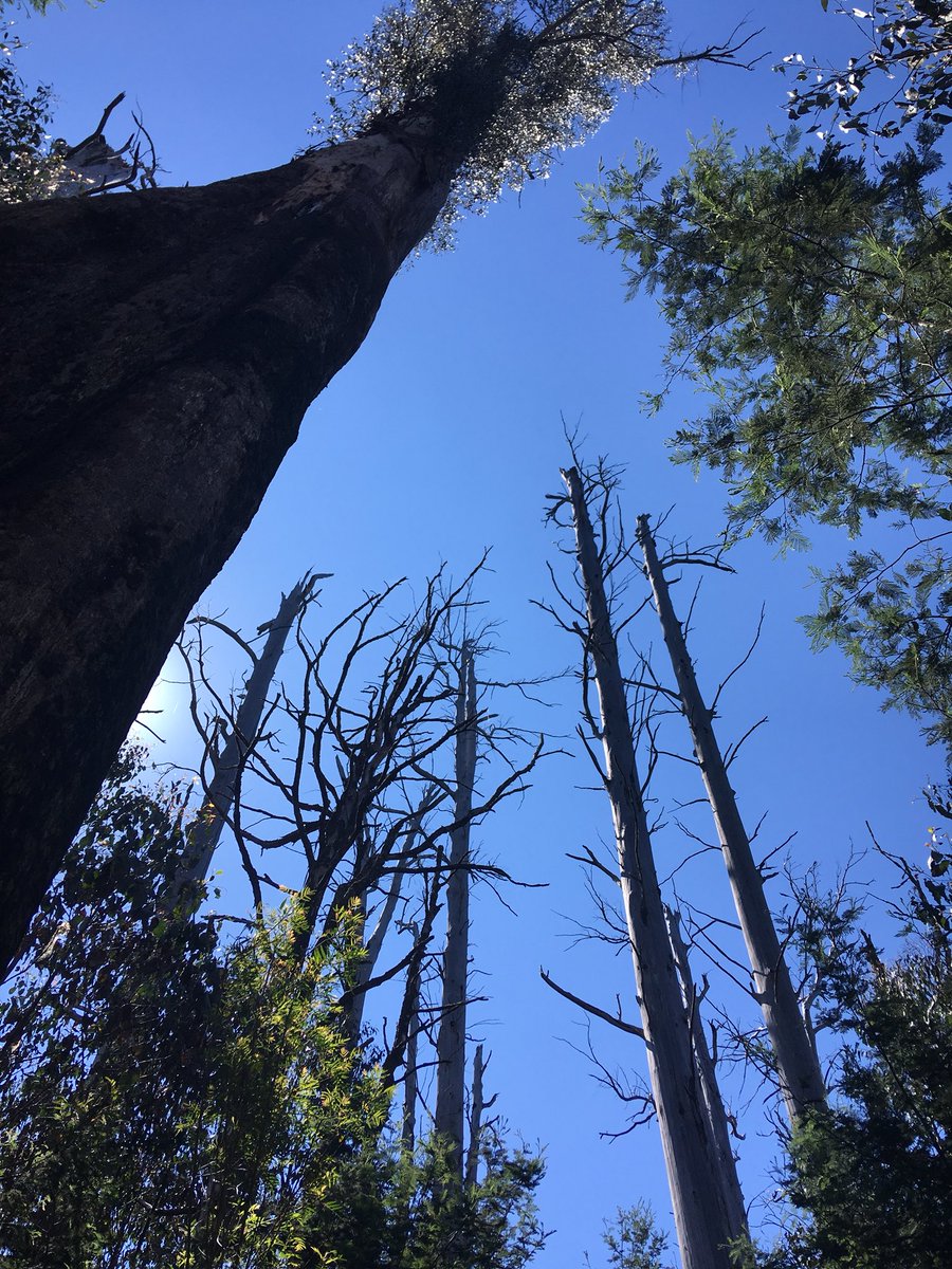 DrDMichael's tweet photo. Today, I got to work beneath the giants again. Lots of large-billed scrubwrens foraging in the midstorey regrowth #VicAshStudy https://t.co/S9UjS9utqG