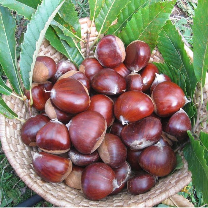 Jengkol bermanfaat sebagai pembentukan jaringan tubuh, mencegah anemia, mencegah osteoporosis, membantu menangkal radikal bebas, membantu mengatasi penyakit jantung, merampingkan perut, mencegah diabetes, serta mencegah penyempitan pembuluh darah.
sjinternasional.com