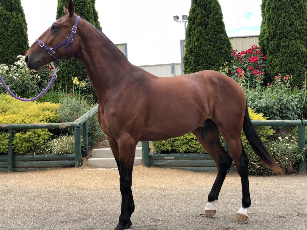 Ready2RunSale's tweet photo. LOT 30 - 2017 Ready2Run Sale - Bay Colt, ART MAJOR USA x TESSACE
Preparer:  Mark Hewitt
First foal from TESSACE 1:56.6 $97,935 a half-sister to MASCARPONE 1:58.8 and the dam of THE NEXT STAR 1:56.5 $50,106. Grand-dam TESSA FRANCO ...
https://t.co/UtpfI7cUKA

#ready2run #hrnsw https://t.co/f68DAmZOvV