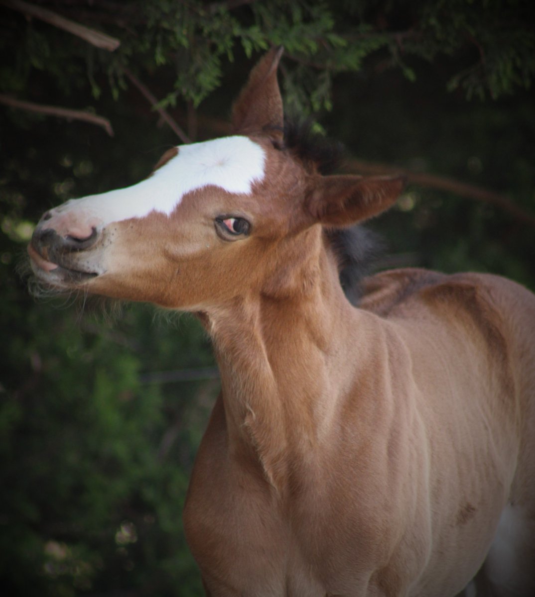 vicbreeders's tweet photo. Hay, there! Did you hear the TBV Foal Gallery Competition is wrapping up this week? Don't forget to head over to our Instagram page to like your favourite foal photos!
https://t.co/V3Jyu1chUv https://t.co/7sXmNV3tAG