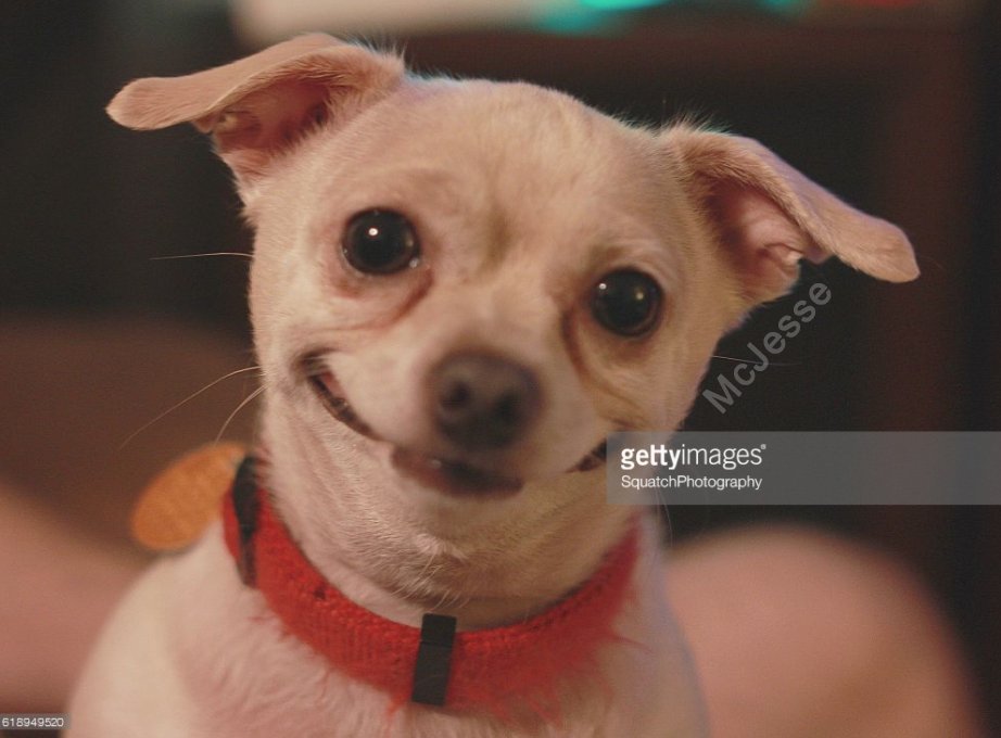McJesse's tweet photo. Searched Getty Images for "World's Happiest Dog" and was not disappointed. https://t.co/m8rieCqdJ5
