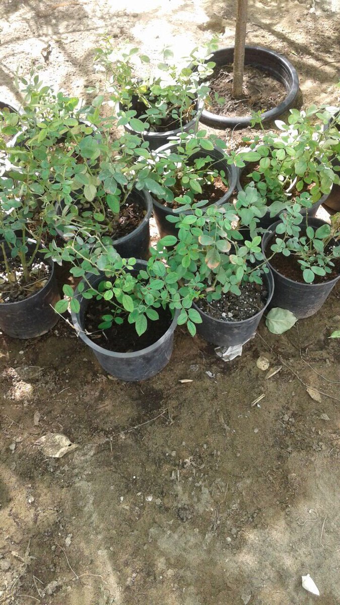 يوجد لدينا بيع الشتلات المتنوعه الفواكه والحمضيات والورود