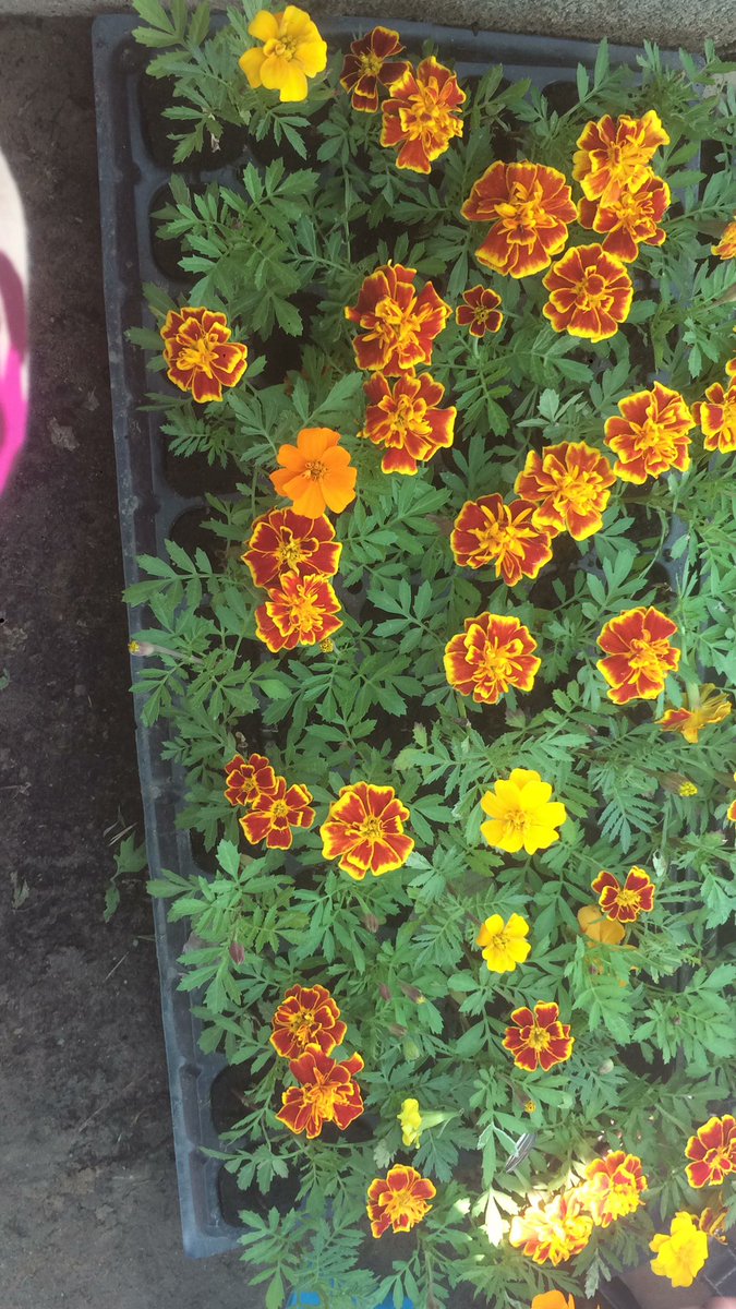 للبيع زهور منوعه للتواصل ٩٩٧٢٢٢٥٣