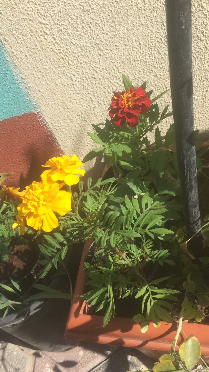 ابن منصور الهنائي ٢ (@saif40495036) on Twitter photo 