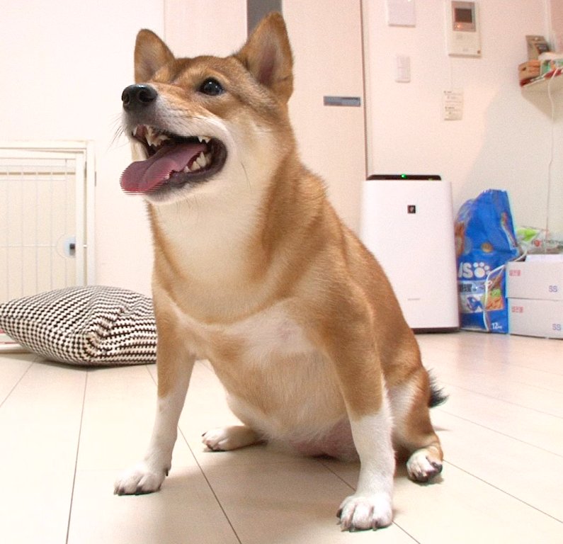 今夜 からは 生き物にサンキュー パンサー尾形と愛犬三九 ミク で検証 柴犬はどれだけ嫉妬深い パンサー尾形と知らない女性が仲良くしたら 愛犬三九 ミク はどんな行動をとるのか 是非ごらんください 地域により放送が異なります ネコ 犬 パンサー 三九 生き物に