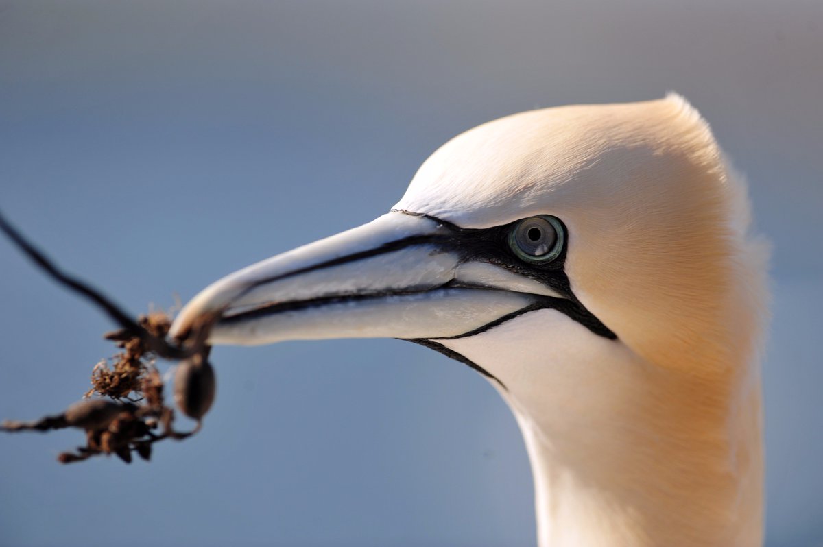 SeabirdCentre's tweet photo. 2018 Bass Rock landing dates are live!
If you would like to land on the world's largest colony of Northern gannets, check out the dates via the link below. Next year's trips are in partnership with our friends @ForthWild!
https://t.co/lCx7kP0RTi https://t.co/Pl9HPFDlzU