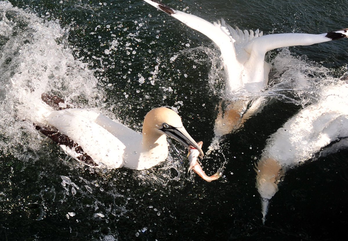 SeabirdCentre's tweet photo. 2018 Bass Rock landing dates are live!
If you would like to land on the world's largest colony of Northern gannets, check out the dates via the link below. Next year's trips are in partnership with our friends @ForthWild!
https://t.co/lCx7kP0RTi https://t.co/Pl9HPFDlzU