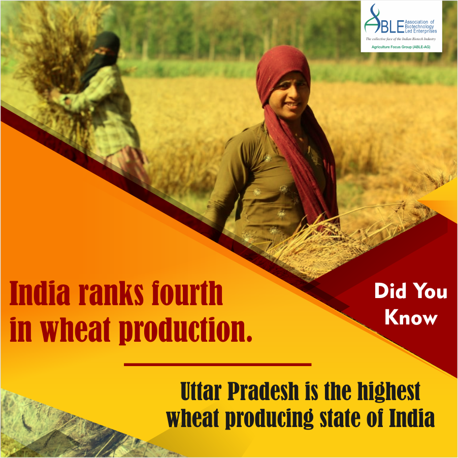 ABLE_AG's tweet photo. Uttar Pradesh is the largest producer of wheat, accounting for over 34 % of the wheat produced in India . #DYK #AbleAg https://t.co/VFIZDSfcuA