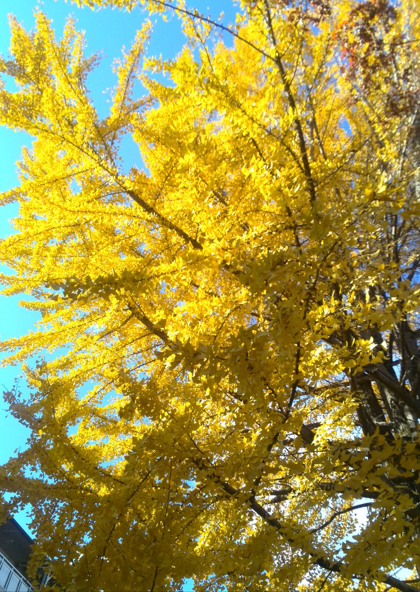 綺麗に簡単に痩せる。。 (@4697ed14b8294f0) on Twitter photo 