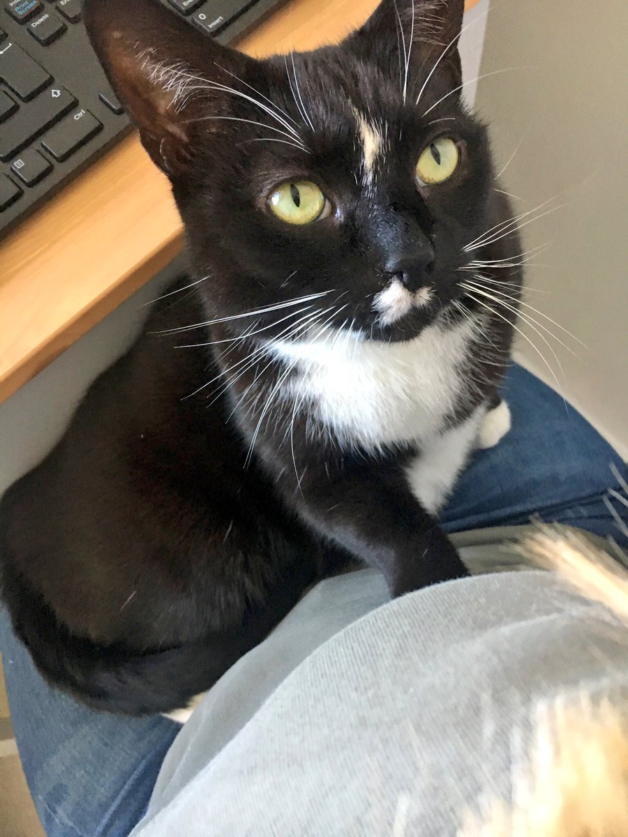 Snoochie_Booch's tweet photo. I’m helping, yeah?! #whiskerswednesday https://t.co/cmiVctZwih