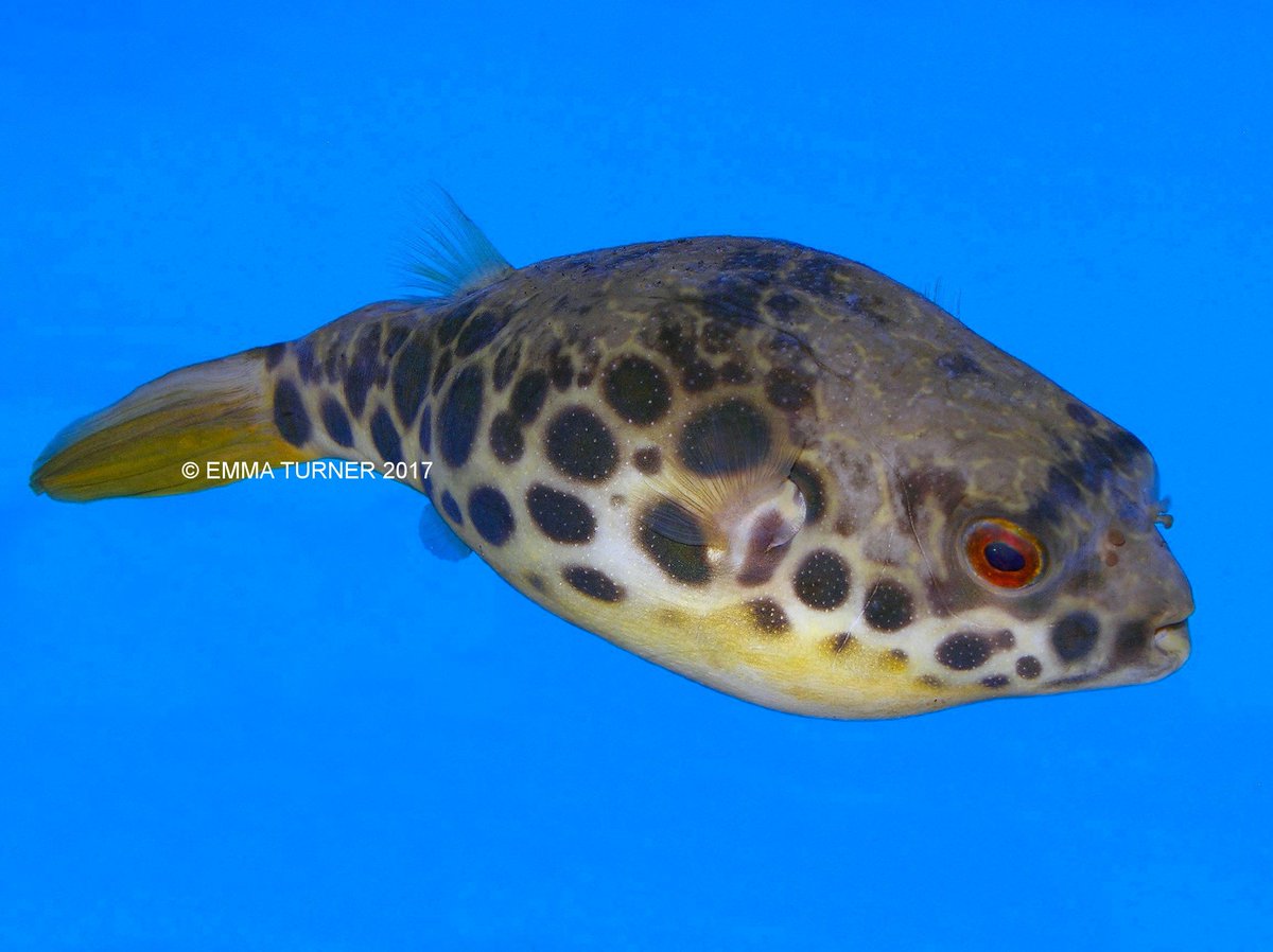 the_fishkeeper's tweet photo. The latest addition to our livestock databank: Spotted Congo Puffer (Tetraodon schoutedeni): https://t.co/pKOUGjxo2D
#Fishkeeper #FishInfo #TropicalFish #SpottedCongoPuffer https://t.co/MkP4gUSqMR