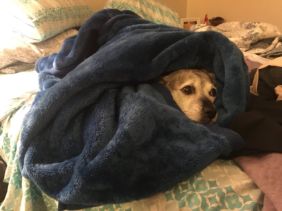 rosecitypup's tweet photo. My furry love ❤️ https://t.co/el7tnfeXsO