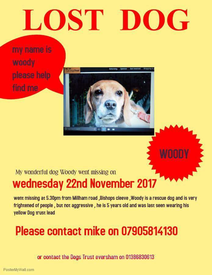Woody the beagle has gone missing . Please keep your eyes peeled and retweet