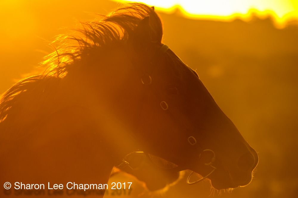 FastTrackPhotog's tweet photo. Sunrise at beautiful Lindsay Park - Euroa @lindsayparkrace @Aushorse_TBA @RacingConnectAU @AndrewNJHawkins @benhayes90 https://t.co/PxJx9zVC6A