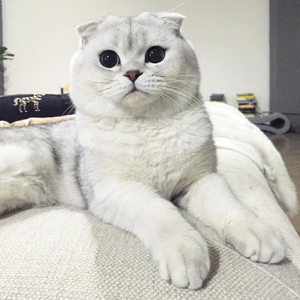 your_sutener's tweet image. Кисики, доброе утро/день
Стальных нервов вам на сегодняшний день и вообще на всю жизнь
@_little_fialka_ 
@vampl1559