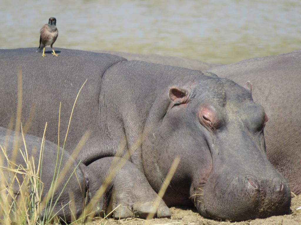 MotseBotswana's tweet photo. #naptime for the third largest #landmammal #hippos on the riverside @limpopolipadi https://t.co/cO9dTRdLR9