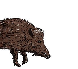 llegirencatala's tweet photo. Acceptem senglar com a animal de companyia? @AdriPujol i @jordiborras en donen el seu punt de vista a "Vols dir que som això?" #llibreLeC #VDQSA https://t.co/IJCY0VYTpG