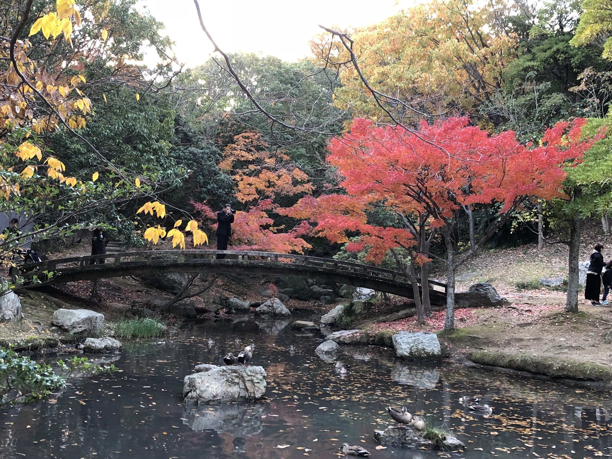 ますチカ 女性理容師 浜松城公園の紅葉もきれいです 浜松城公園 浜松城公園紅葉 T Co Ao7zzwd7pu Twitter