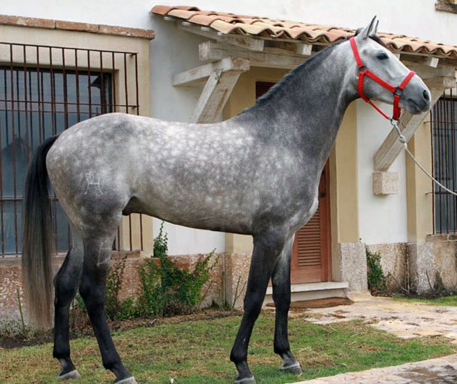 talcoop_'s tweet photo. También otras de nuestras actividades sera la monta a caballo. Si quieres sentir la brisa en tu cara mientras galopas no dudes en venir y montar en lucero un caballo tanto precioso como dócil.🐎🐎 (la monta a caballo serán de 0,40 €)🐎🐎 https://t.co/GZQJGFkU4H